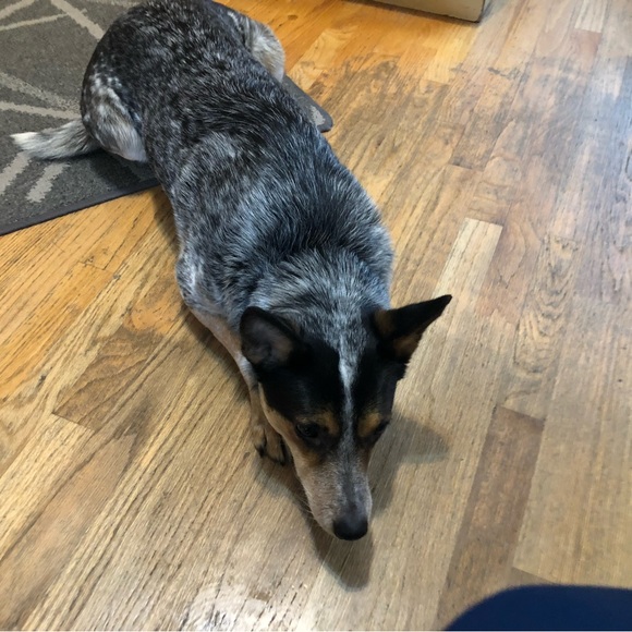 Meet your Posher, Charles - Picture 2 of 6